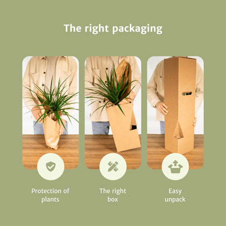 Livraison plante Box facile d'entretien x4 - plantes d'intérieur facile d'entretien