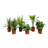 Livraison plante Box surprise 6 plantes d'intérieur - h20 - 40 cm - Ø12