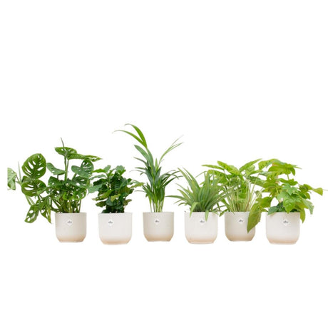 Livraison plante Box surprise 6 plantes et pots elho Vibes blanc Ø14