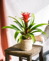 Livraison plante Bromelia Hope