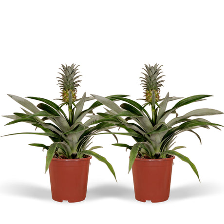 Livraison plante Bromelia - Lot de 2