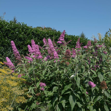 Livraison plante Buddleja davidii Pink Delight – Pot 17 cm – Hauteur 25 cm