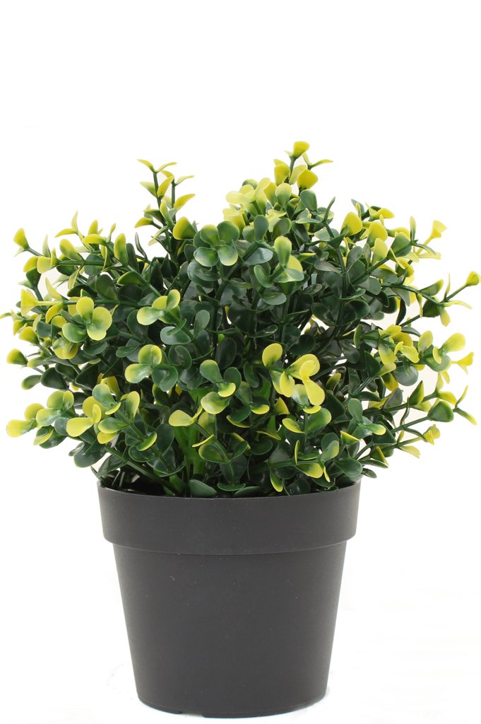 Livraison plante Buxus jaune en pot - Buis artificiel