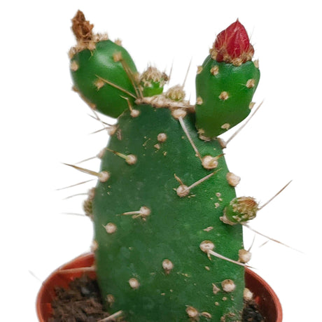 Livraison plante Cactus Fleuri Mélange - Lot de 5