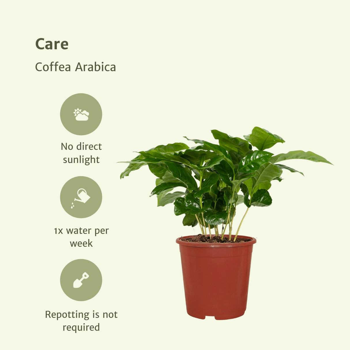 Livraison plante Caféier - Lot de 2