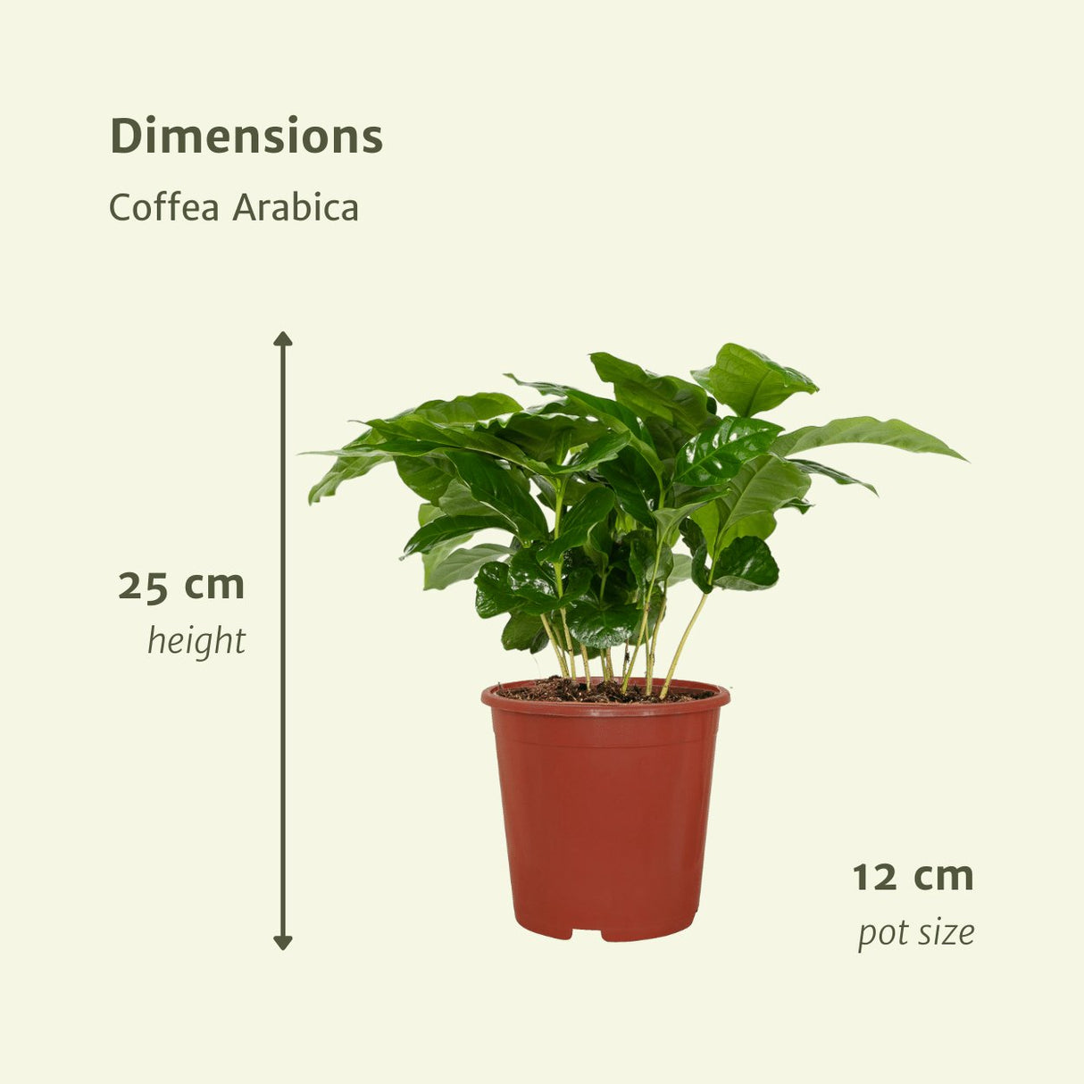 Livraison plante Caféier - Lot de 2