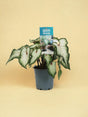 Livraison plante Caladium blanc