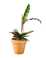 Livraison plante Calathea Lancifolia