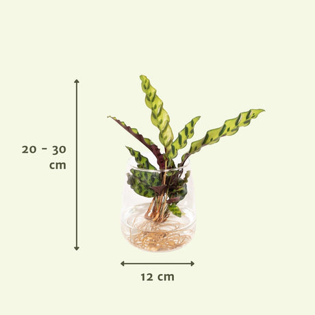 Livraison plante Calathea Lancifolia en hydroculture et son vase en verre h30cm