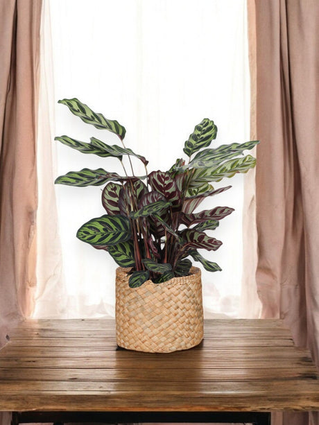 Livraison plante Calathea Makoyana et son pot