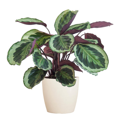 Livraison plante Calathea Medaillon et son pot