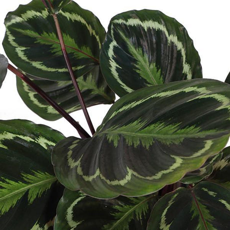 Livraison plante Calathea Medallion et son pot