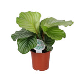 Livraison plante Calathea Orbifolia