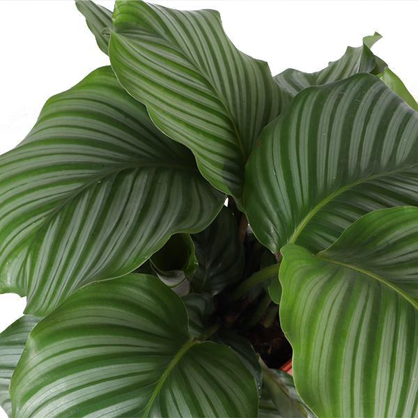 Livraison plante Calathea Orbifolia et son pot