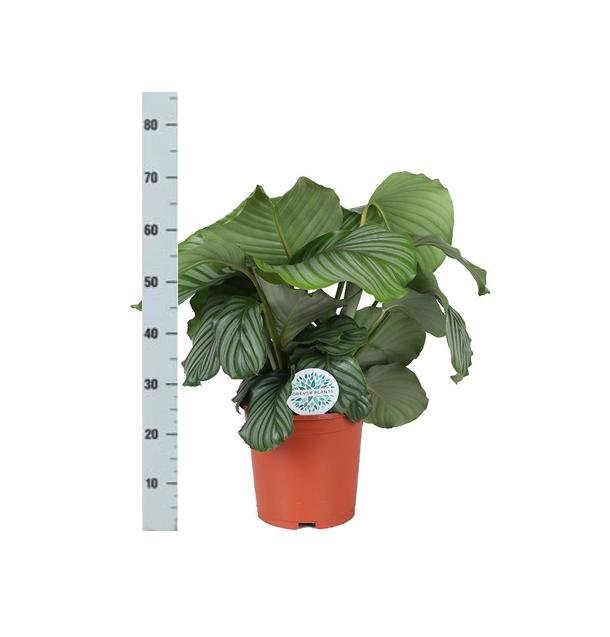 Livraison plante Calathea Orbifolia et son pot