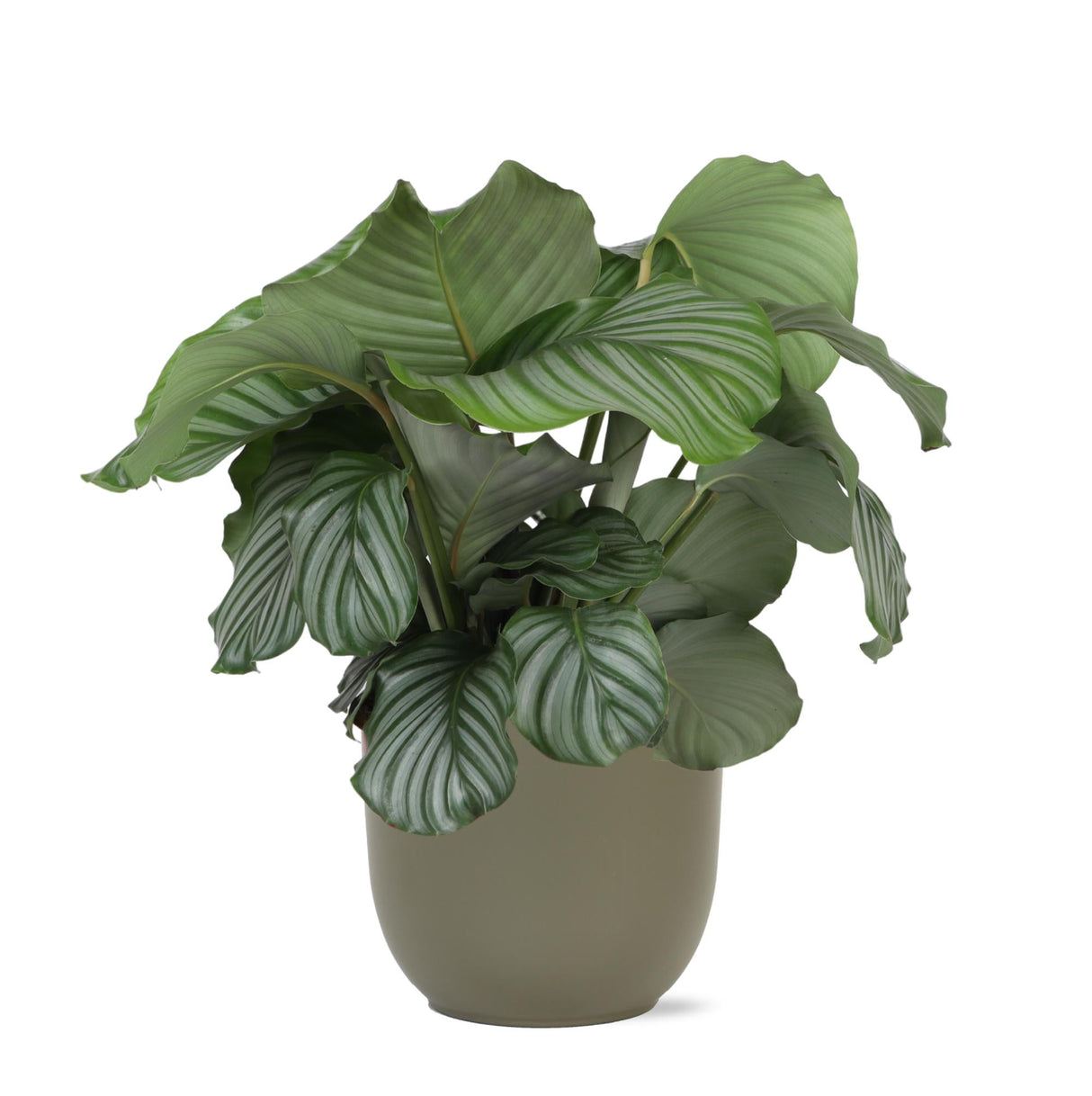 Livraison plante Calathea Orbifolia et son pot