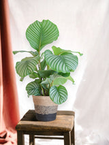 Calathea Orbifolia und sein Topf