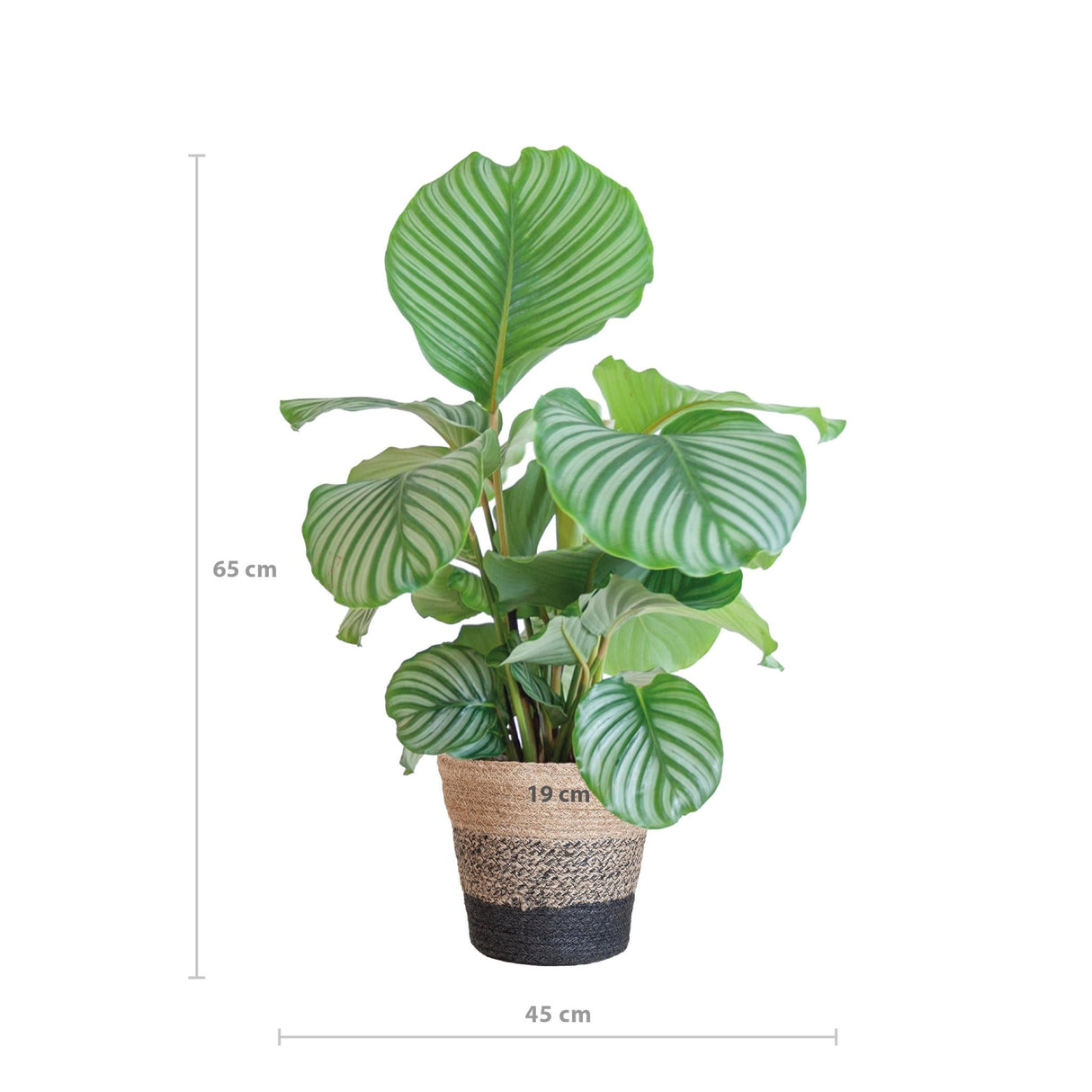 Livraison plante Calathea Orbifolia et son pot