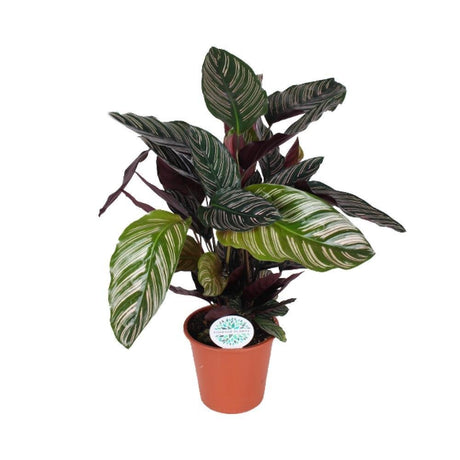 Livraison plante Calathea Ornata