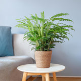 Livraison plante Calathea Rufibarba et son pot