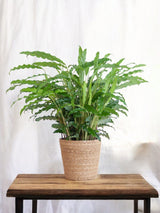 Livraison plante Calathea Rufibarba et son pot