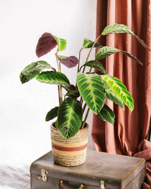 Livraison plante Calathea Warscewiczii h70cm