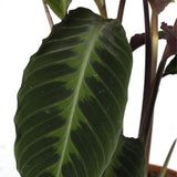 Livraison plante Calathea Warscewiczii h70cm