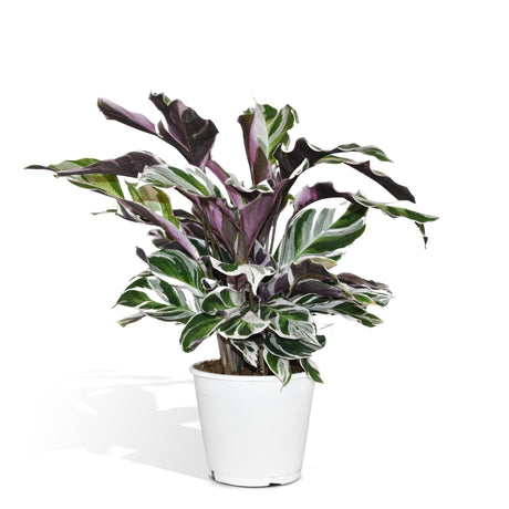 Livraison plante Calathea white fusion