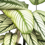 Livraison plante Calathea Whitestar