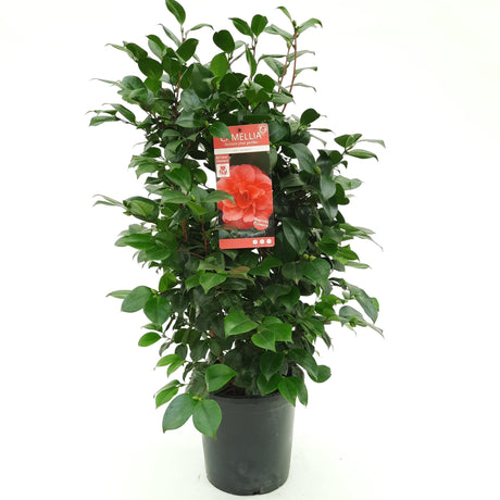 Livraison plante Camellia japonica 'Lady Campbell' - ↨90cm - Ø29cm