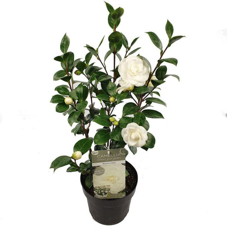 Livraison plante Camellia japonica 'Nuccio's Gem' - ↨65cm - Ø19cm