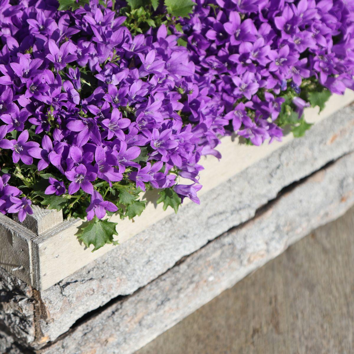 Livraison plante Campanula Addenda - 12 Plantes Jardin Violettes Hivernales