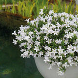 Livraison plante Campanula Addenda Ambella blanc - 6 pièces - jardin hiver