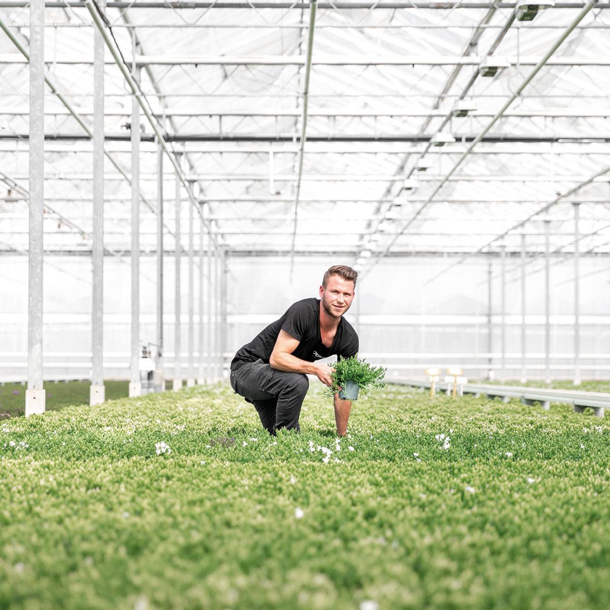 Livraison plante Campanula Addenda Ambella blanche en panier tissé avec réservoir