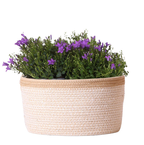 Livraison plante Campanula Addenda Ambella Violet Intense en Panier Tissé