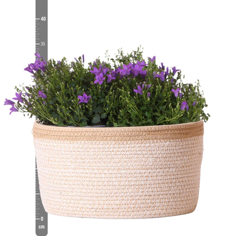 Livraison plante Campanula Addenda Ambella Violet Intense en Panier Tissé