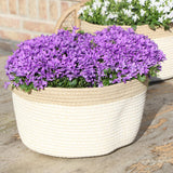 Livraison plante Campanula Addenda Ambella Violet Intense en Panier Tissé