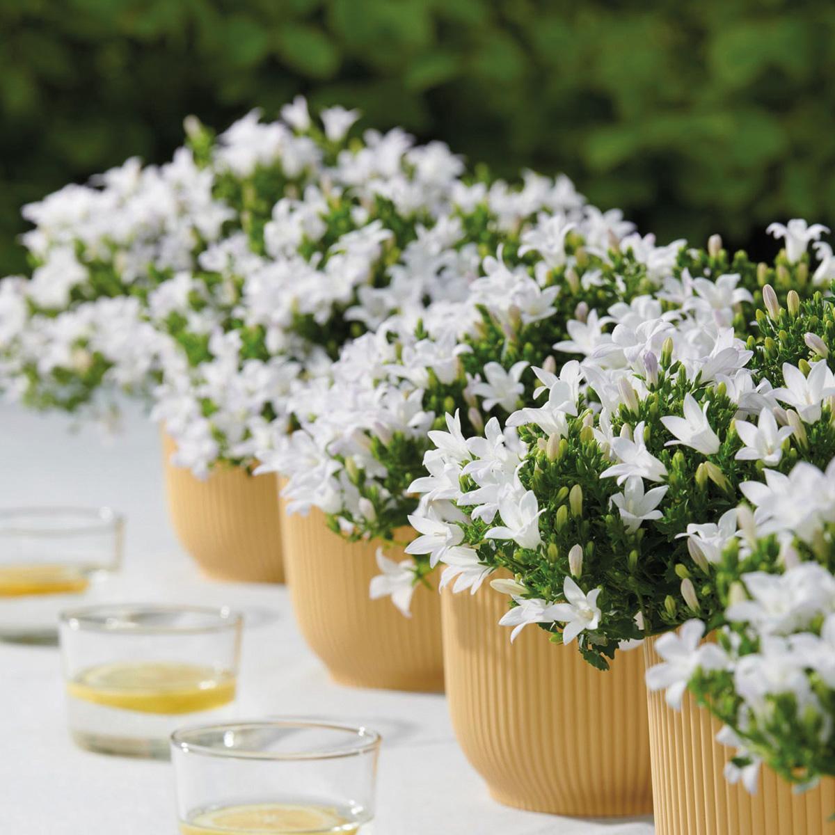 Livraison plante Campanula Addenda - Klokjesbloem blanc - Vaste plante hivernale