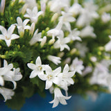 Livraison plante Campanula Addenda - Klokjesbloem blanc - Vaste plante hivernale