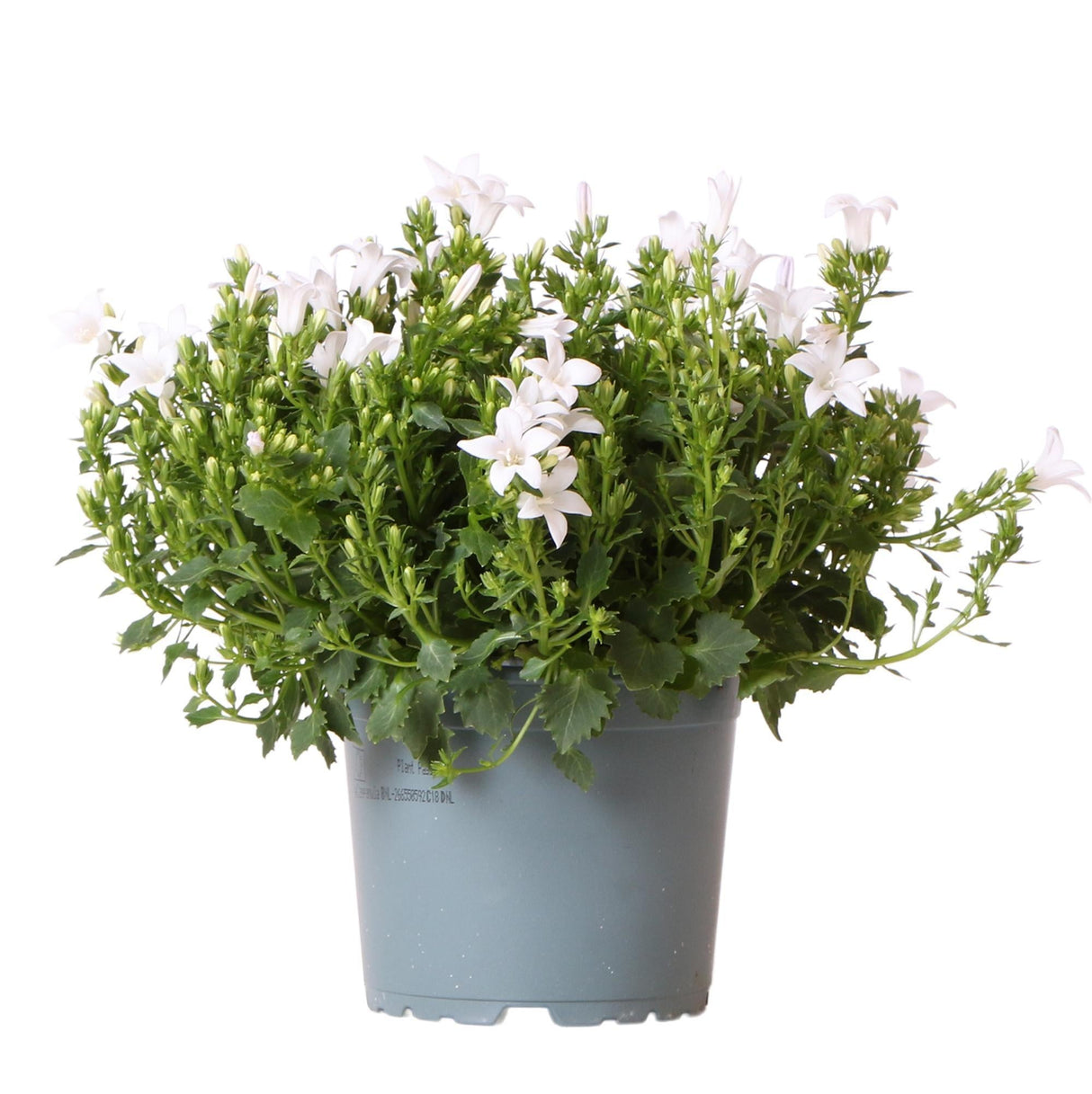 Livraison plante Campanula Addenda - Klokjesbloem blanc - Vaste plante hivernale