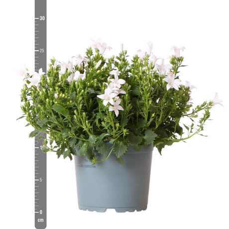 Livraison plante Campanula Addenda - Klokjesbloem blanc - Vaste plante hivernale