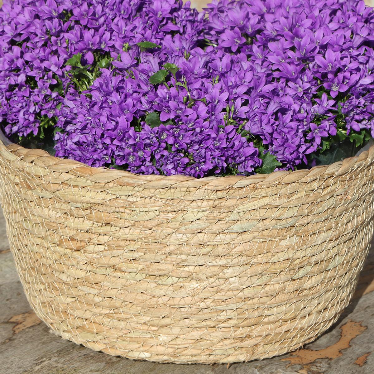 Livraison plante Campanula Addenda violette en panier d'osier avec réservoir d'eau