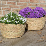 Livraison plante Campanula blanche en panier de roseaux avec système d'arrosage