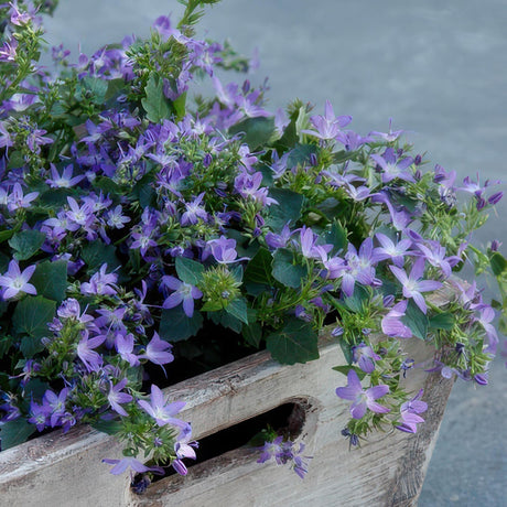 Livraison plante Campanula poscharskyana 'Stella