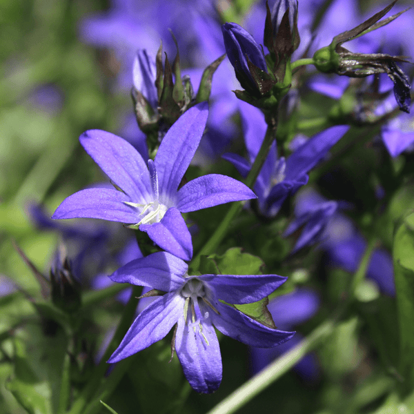 Livraison plante Campanule poscharskyana