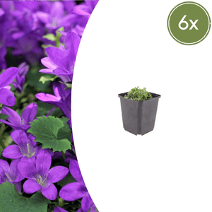 Livraison plante Campanule violet