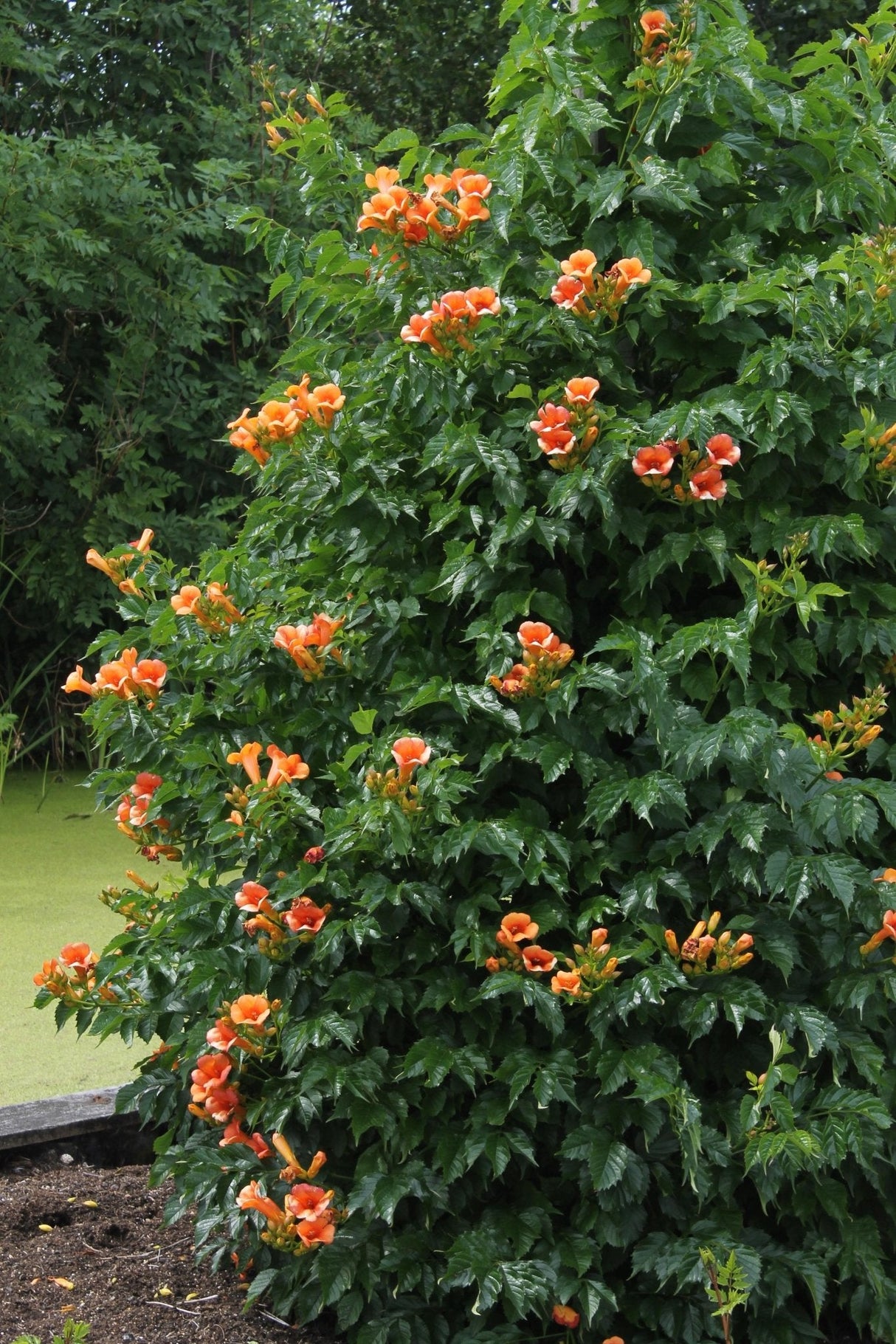 Livraison plante Campsis 'Indian Summer'