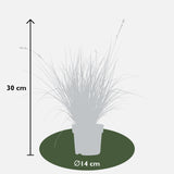 Livraison plante Carex Bruniena 'Variegata' - ↨30cm - Ø14 - graminées - plante d'extérieur