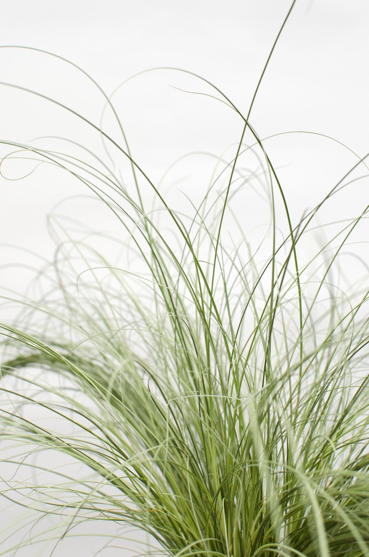 Livraison plante Carex Comans 'Frosted Curls' - ↨30cm - Ø14 - graminée - plante d'extérieur