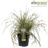 Livraison plante Carex hachijoensis 'Evergold'